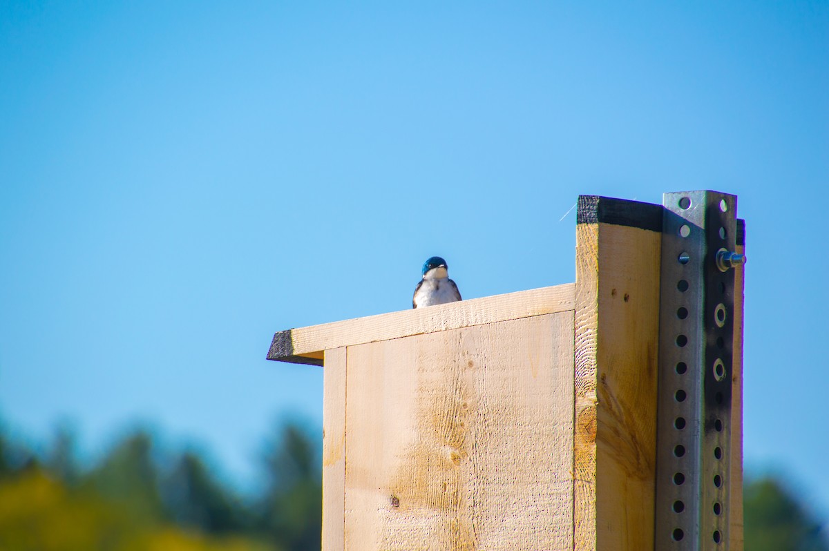Tree Swallow - ML571913521