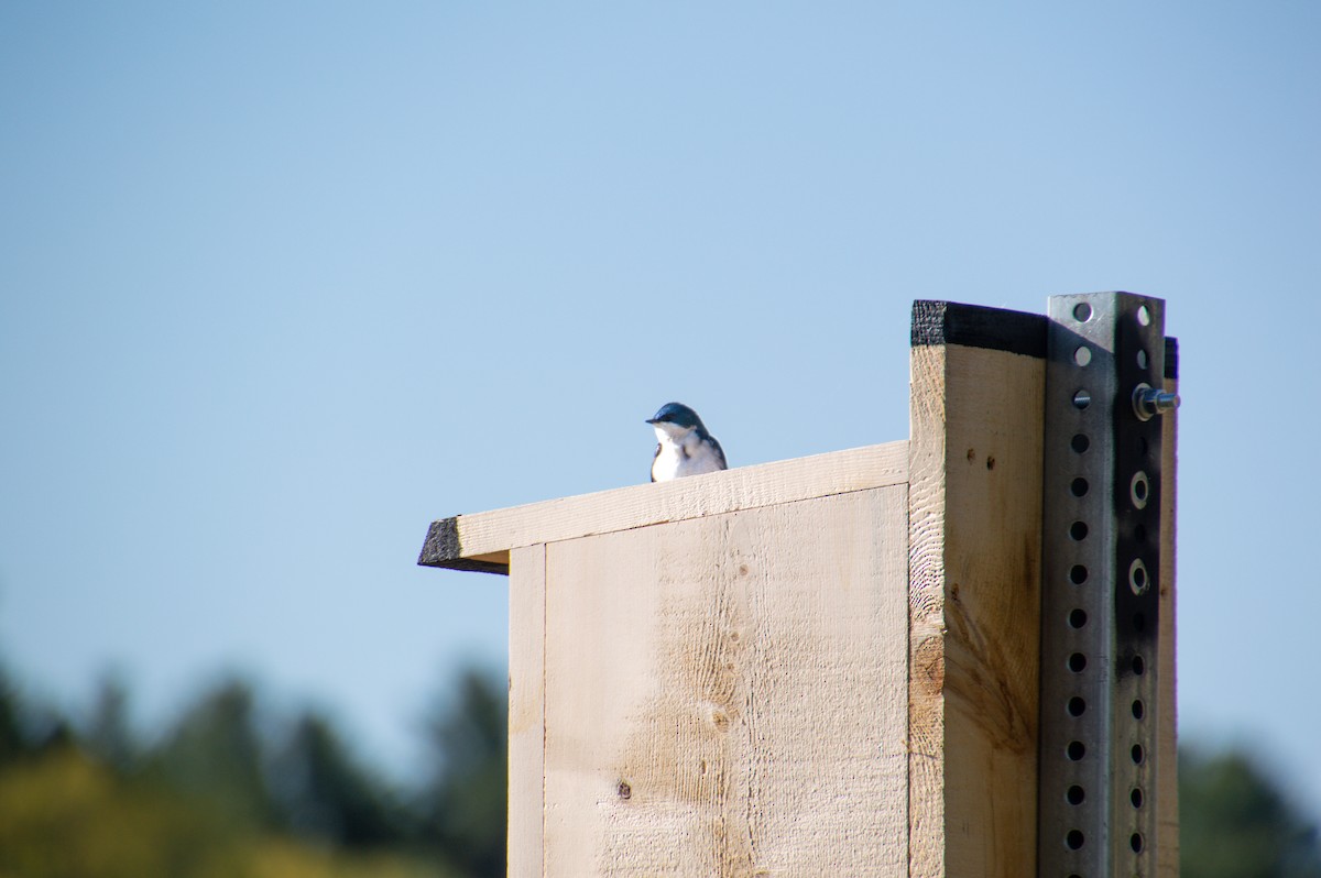 Tree Swallow - ML571913531