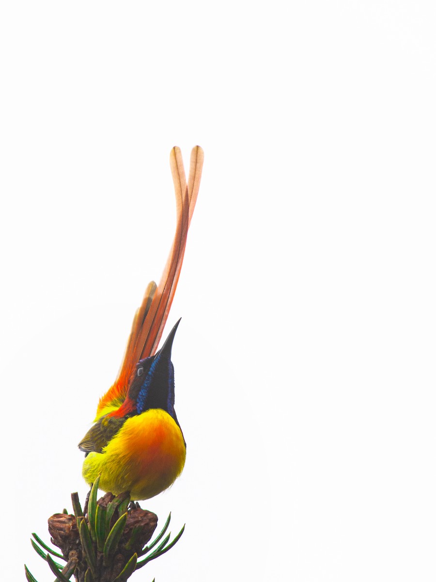 Fire-tailed Sunbird - ML571913551