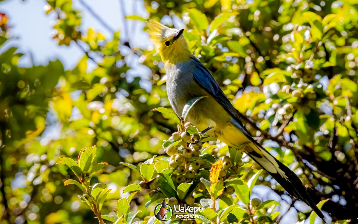 Long-tailed Silky-flycatcher - Alejandro Calderón Aguilar