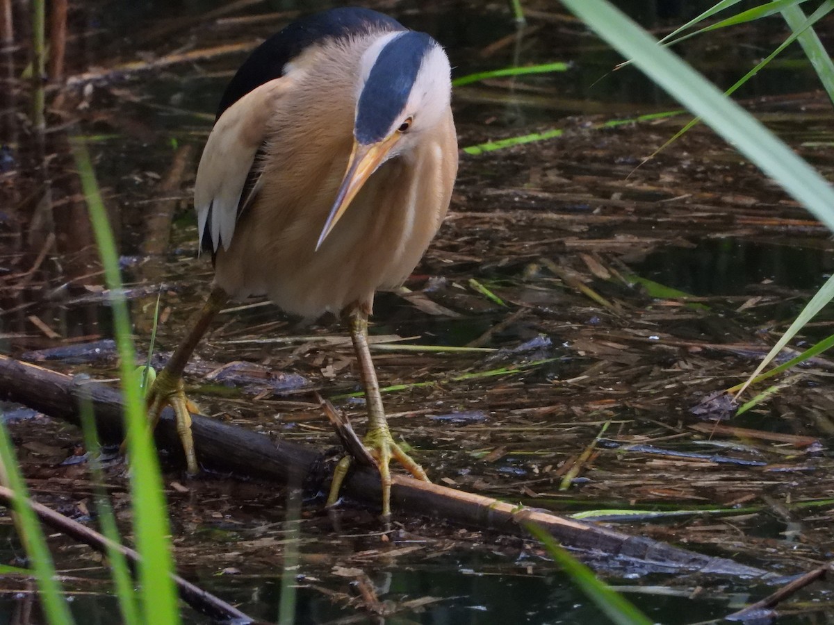 Amiltxori txiki eurasiarra - ML571914281