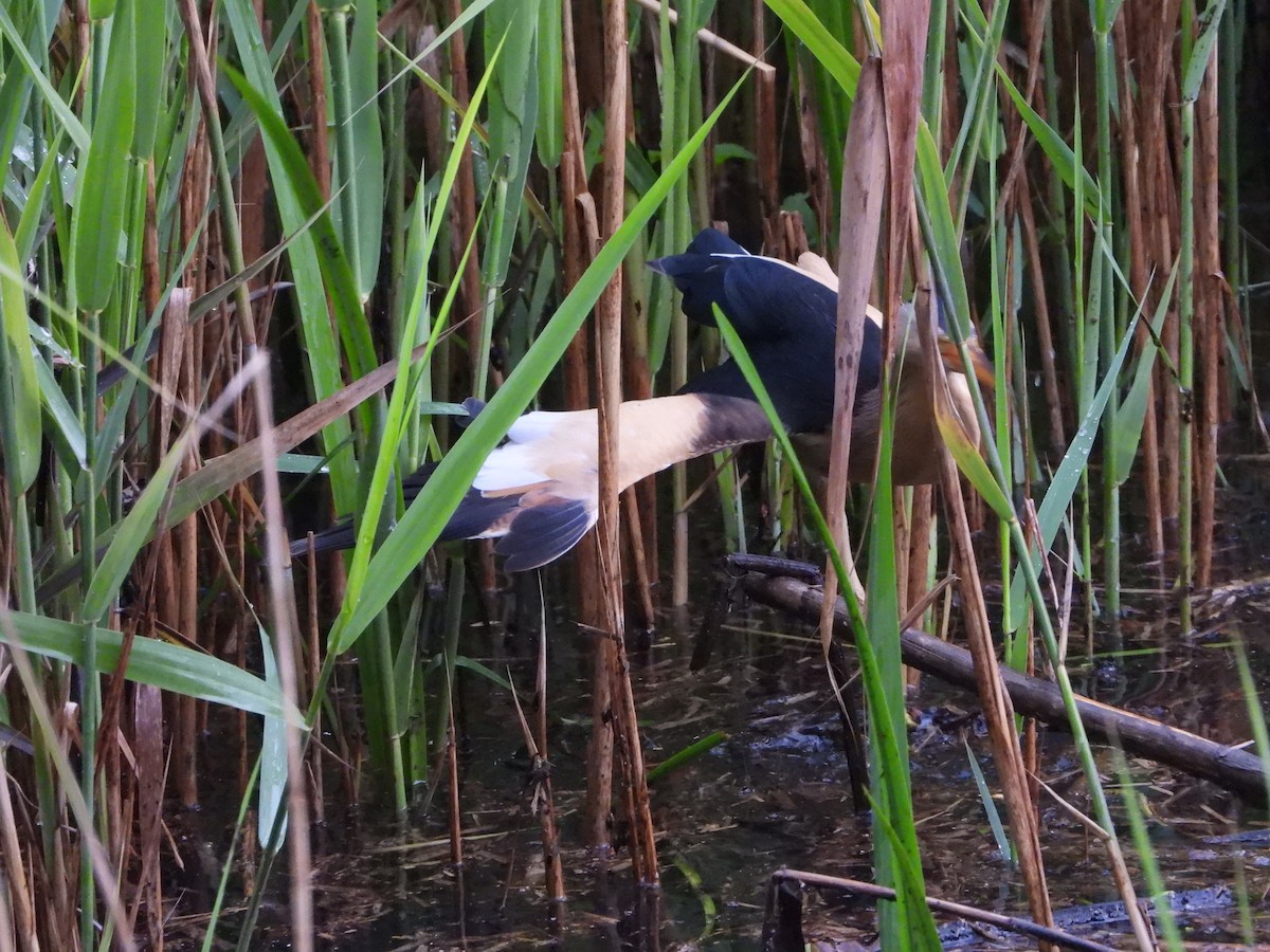 Amiltxori txiki eurasiarra - ML571914301