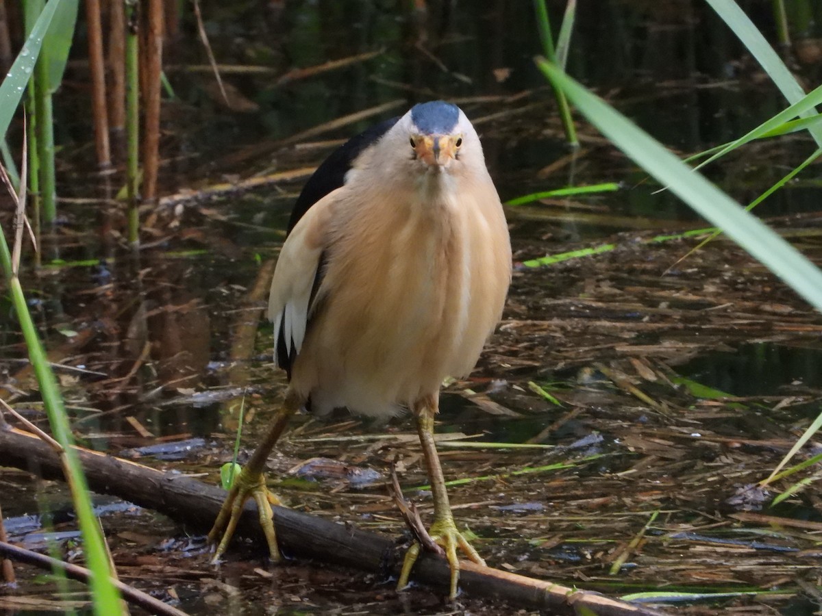 Amiltxori txiki eurasiarra - ML571914321