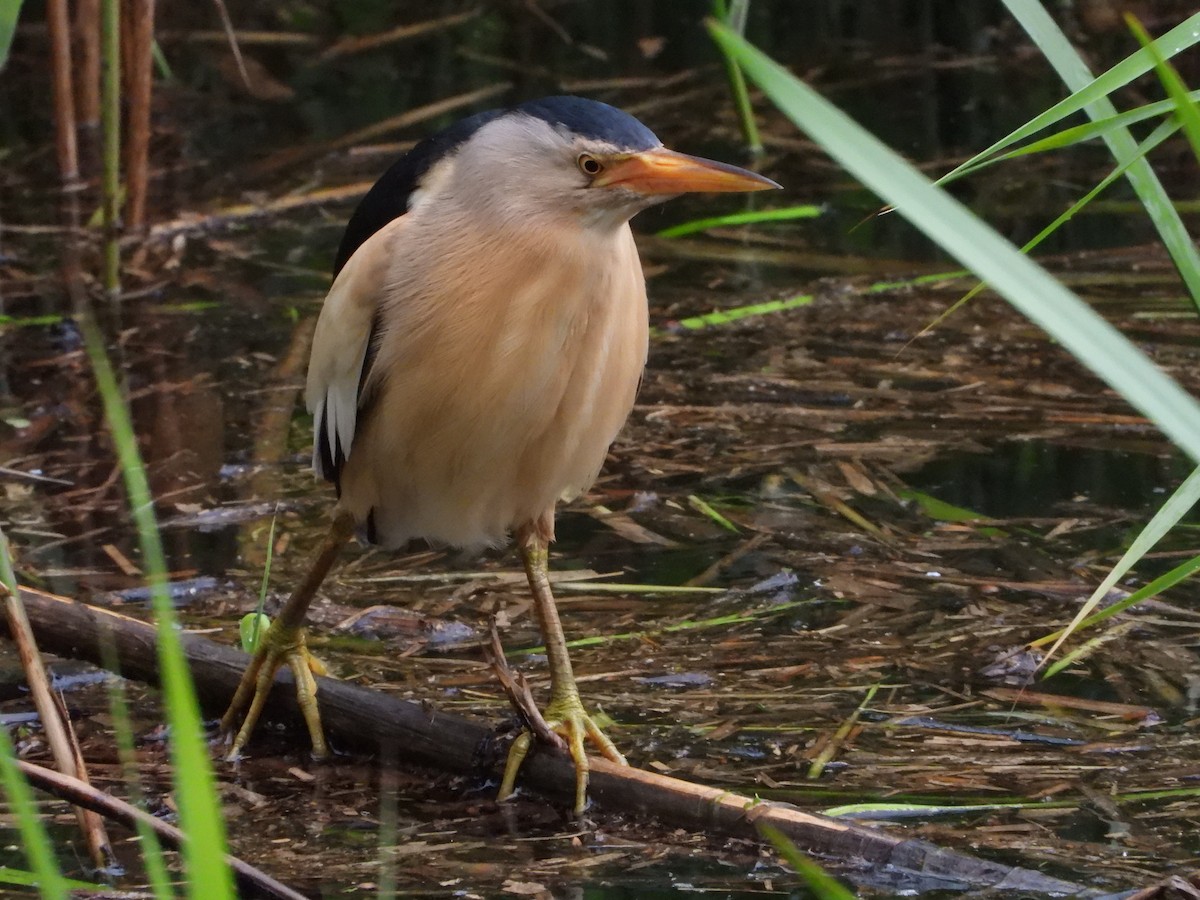 Amiltxori txiki eurasiarra - ML571914331