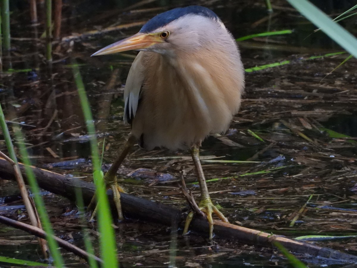 Amiltxori txiki eurasiarra - ML571914341