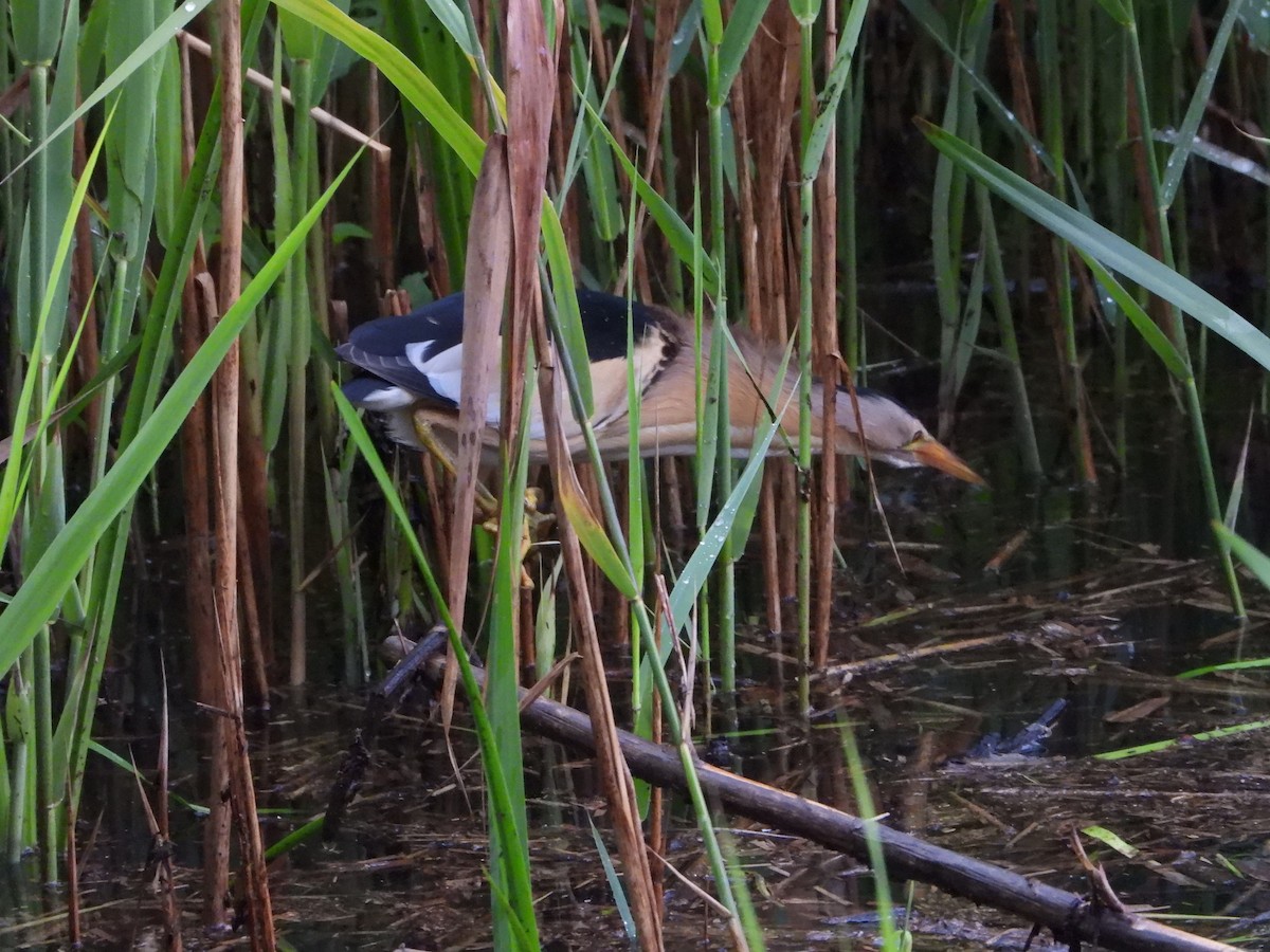 Amiltxori txiki eurasiarra - ML571914351