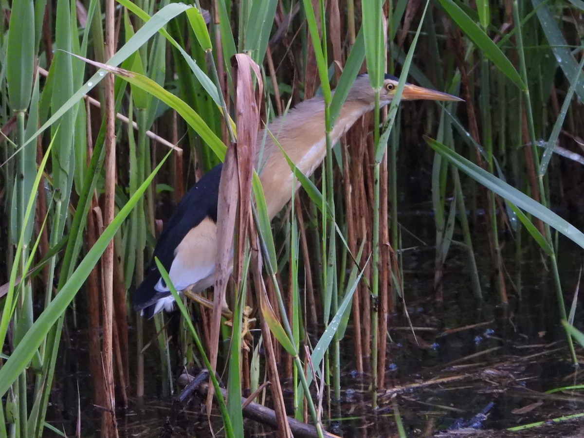 Amiltxori txiki eurasiarra - ML571914361