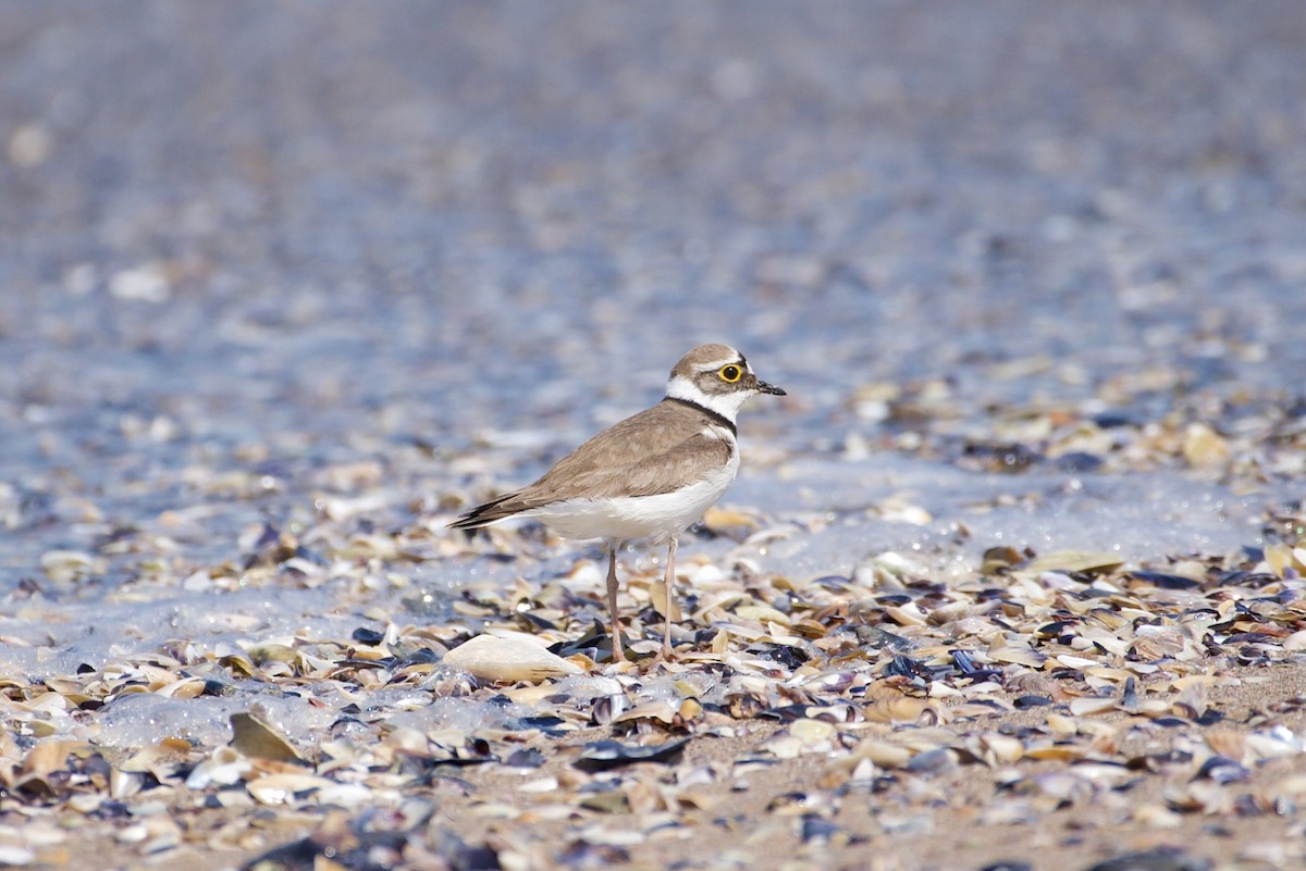 Little Ringed Plover - ML571914431