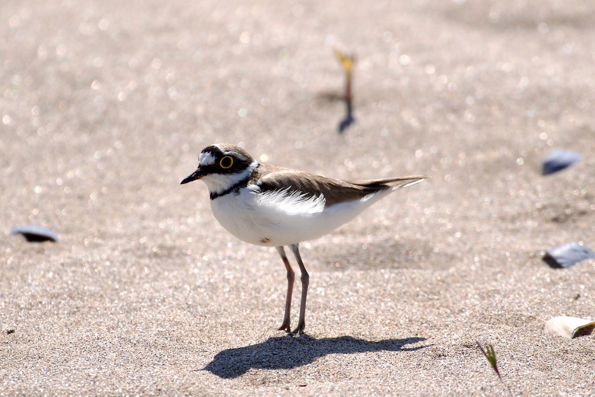 Little Ringed Plover - Andrey Opadchiy