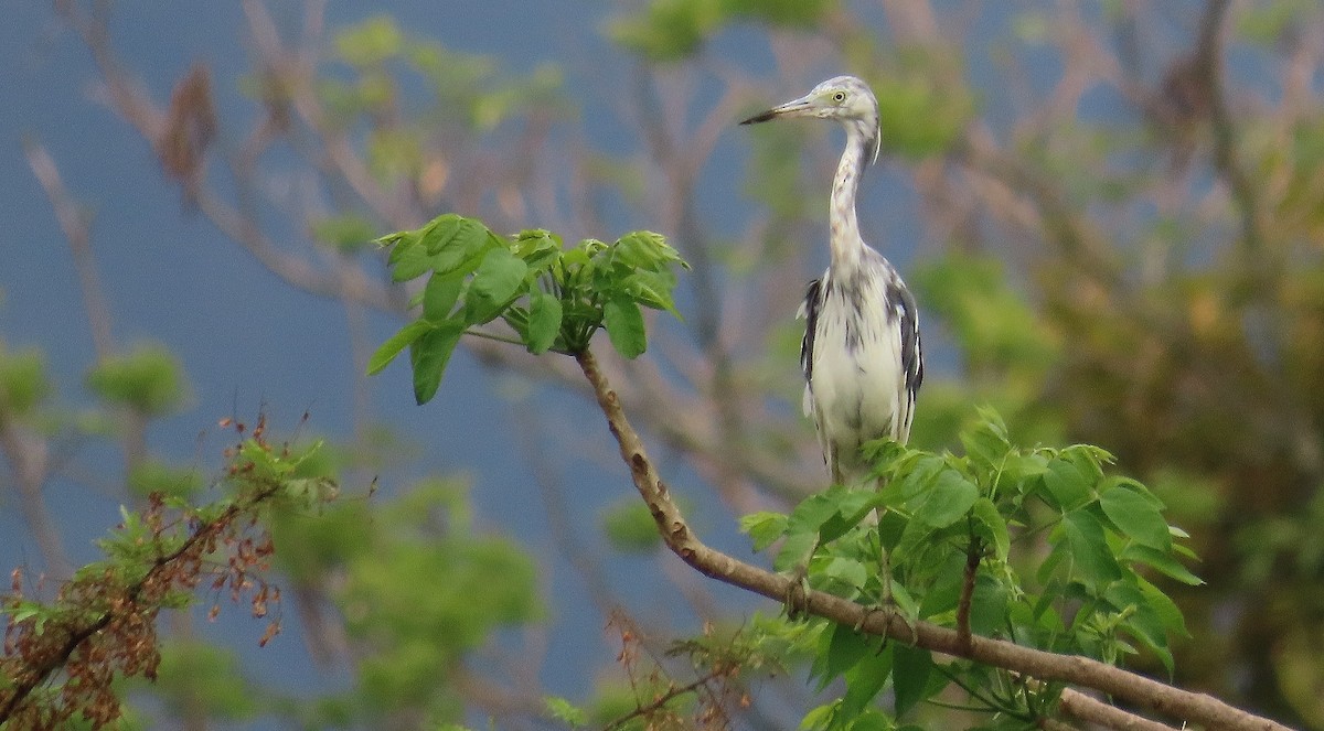 Little Blue Heron - ML571914971