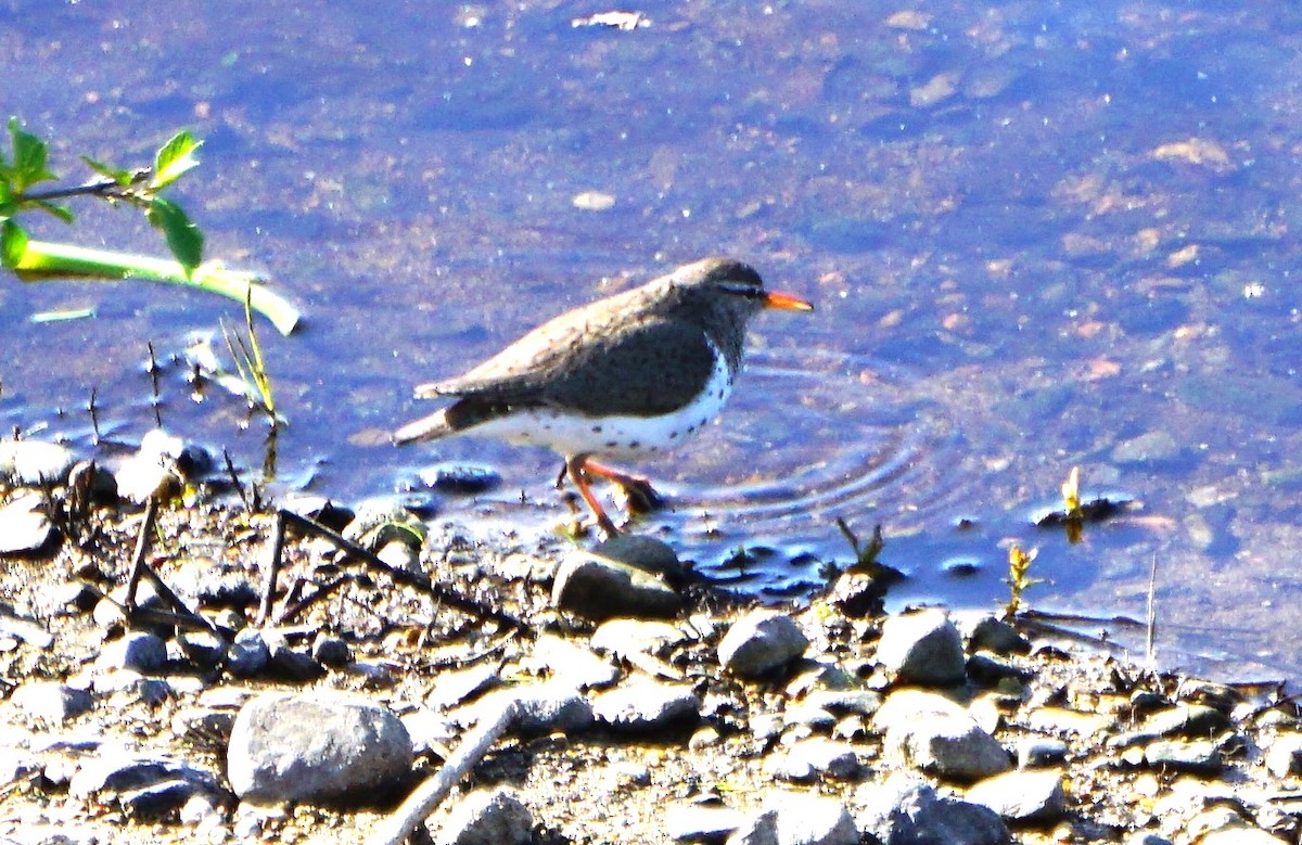 Spotted Sandpiper - ML571915441