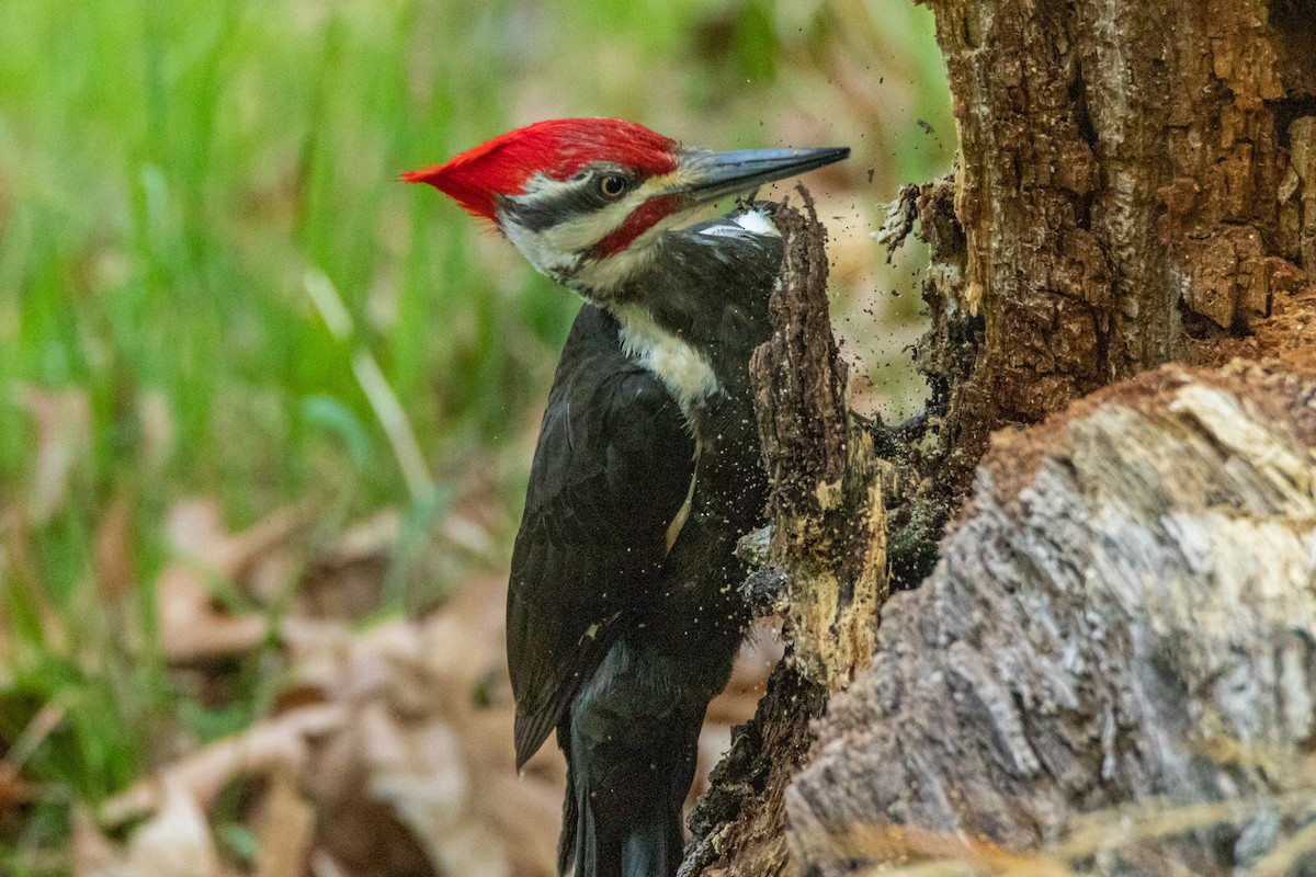 Pileated Woodpecker - ML571915511