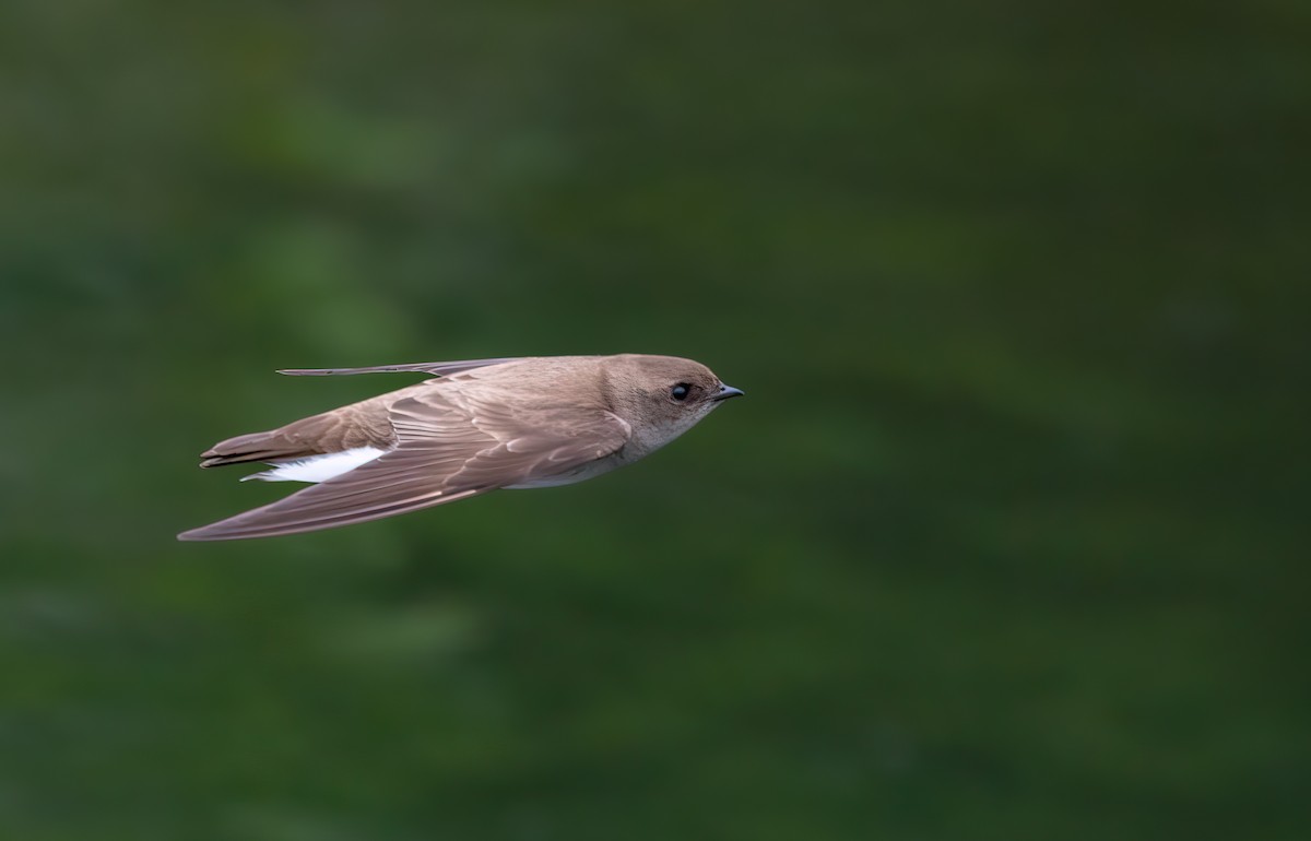 Northern Rough-winged Swallow - David Shoch