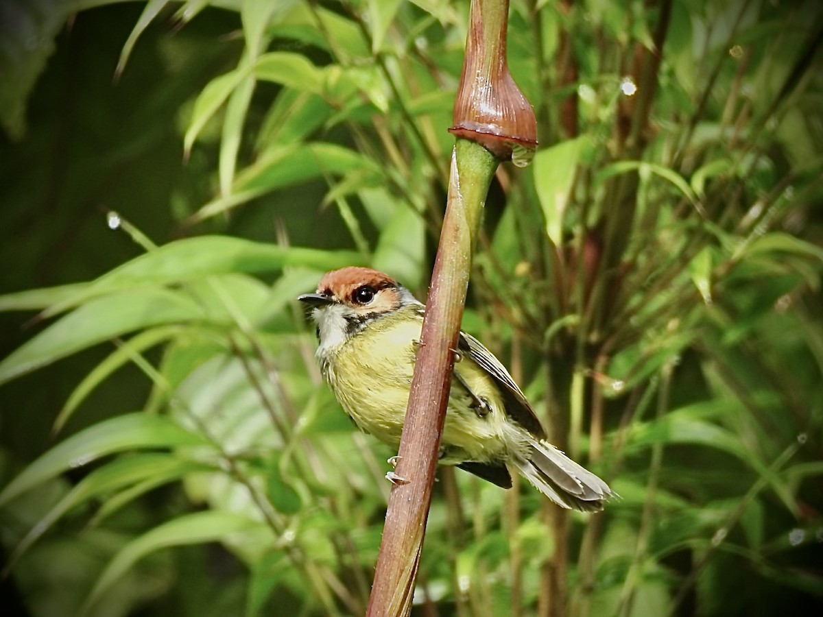 Rufous-crowned Tody-Flycatcher - ML571915751