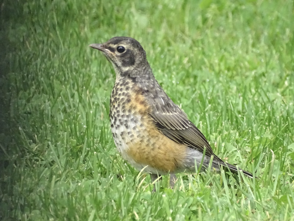 American Robin - ML571916101