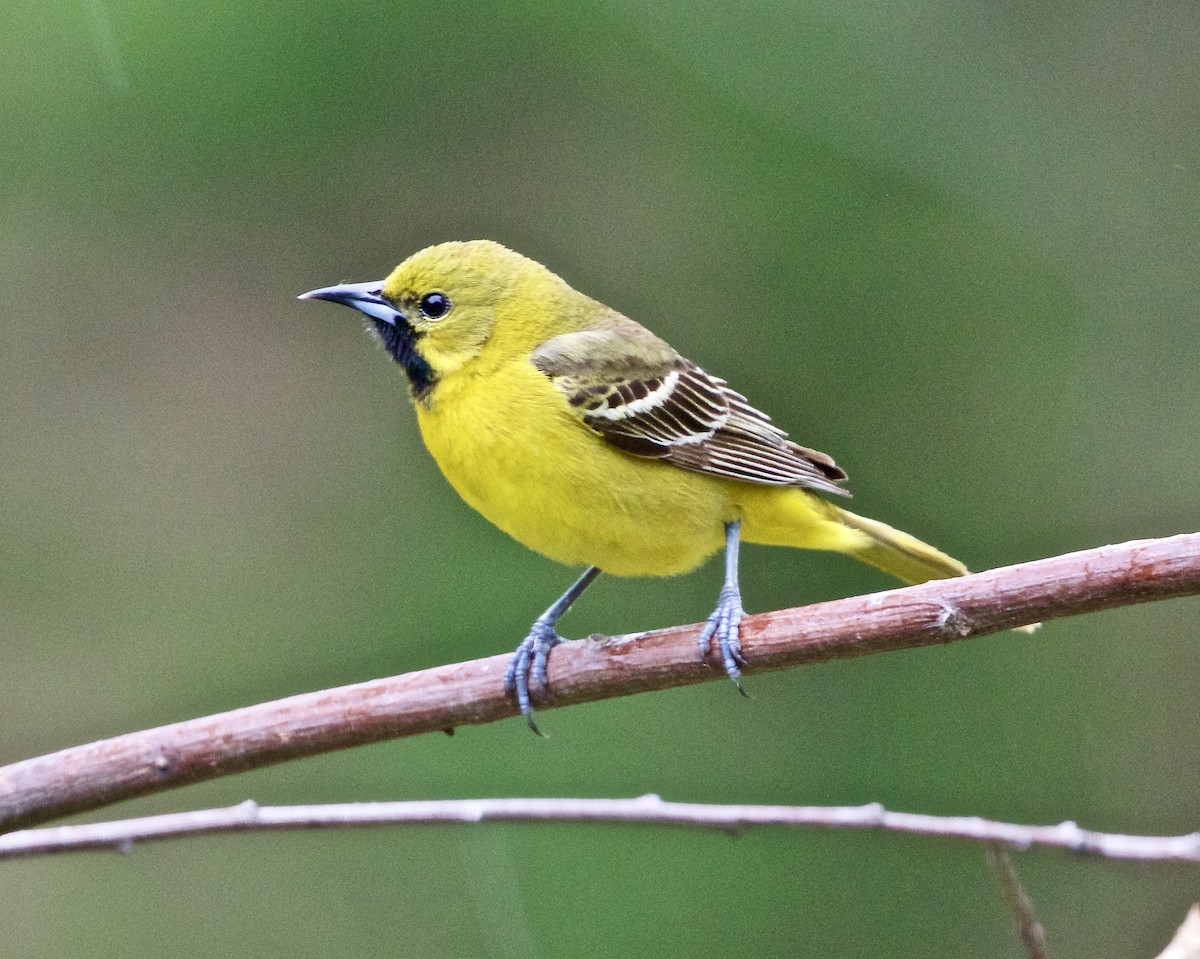 Orchard Oriole - ML571916541