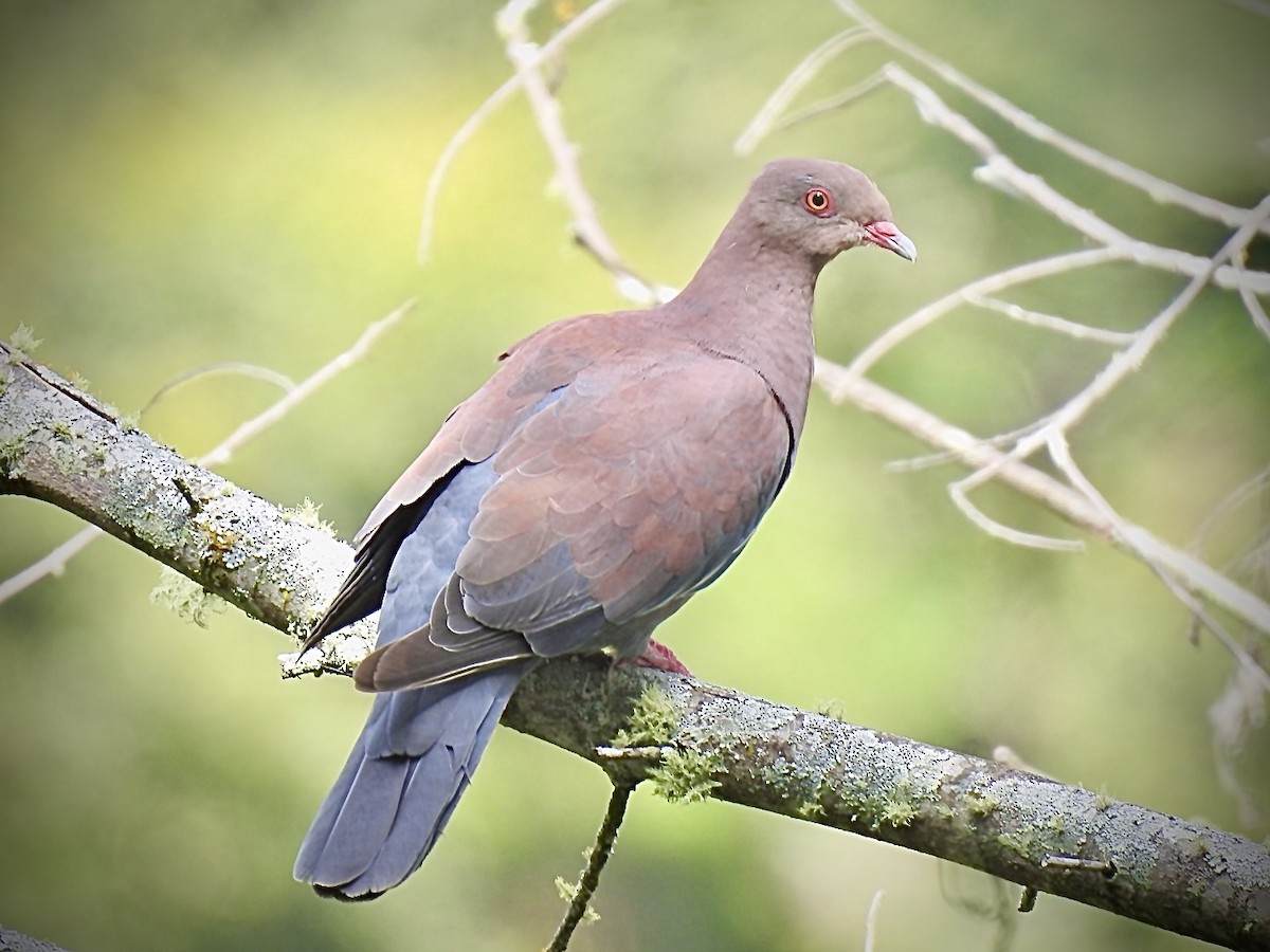 Peruvian Pigeon - ML571916571