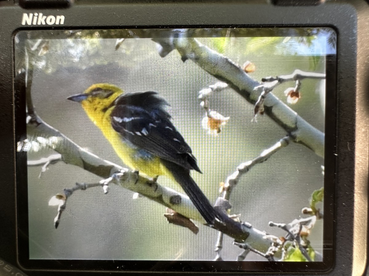 Flame-colored Tanager - ML571917651