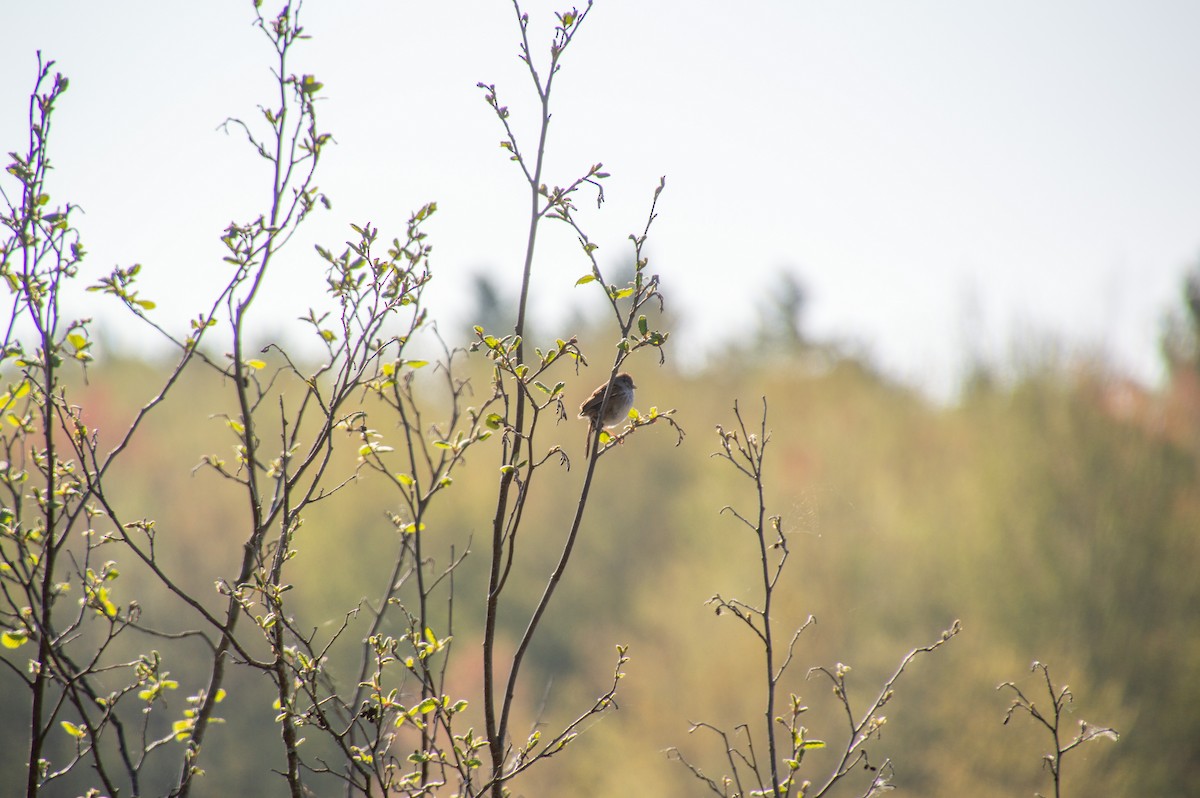 Swamp Sparrow - ML571917961