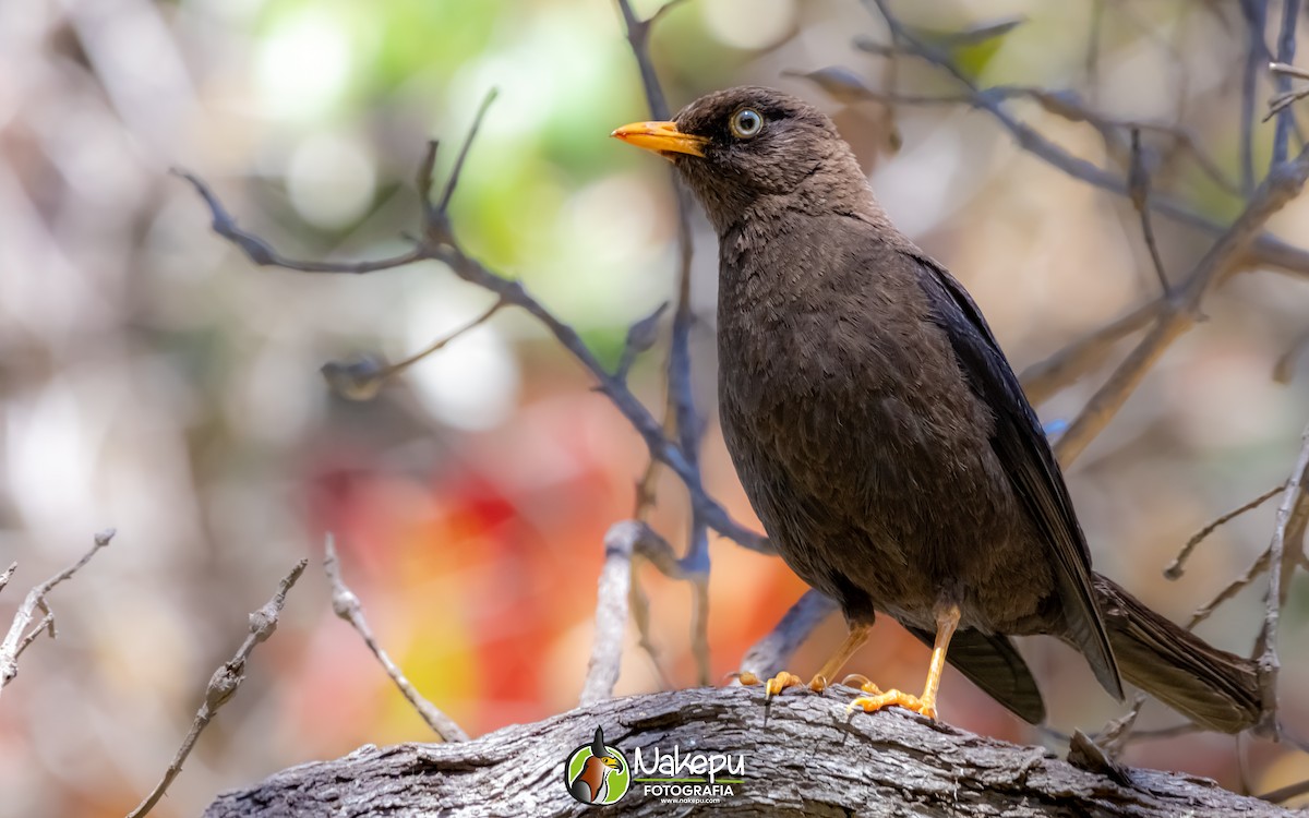 Sooty Thrush - Alejandro Calderón Aguilar