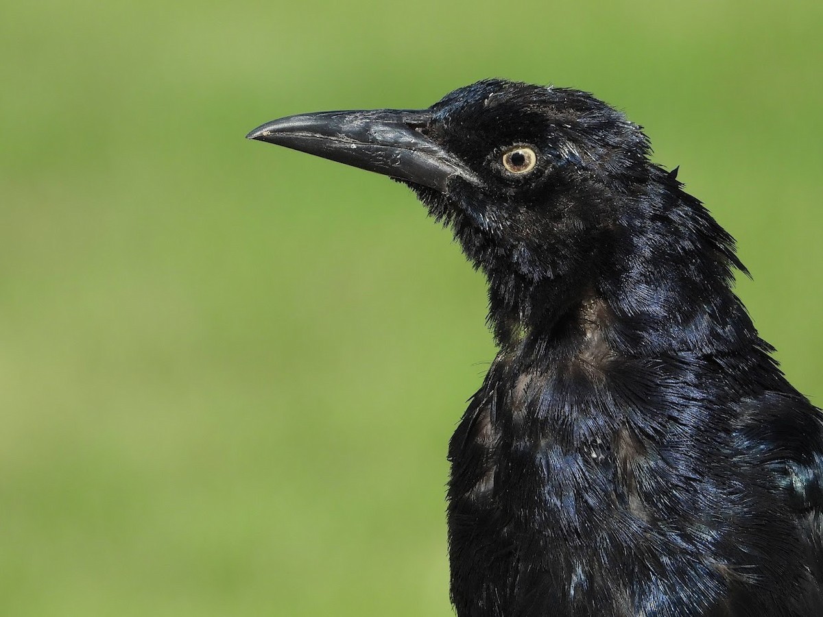 Great-tailed Grackle - ML571918961