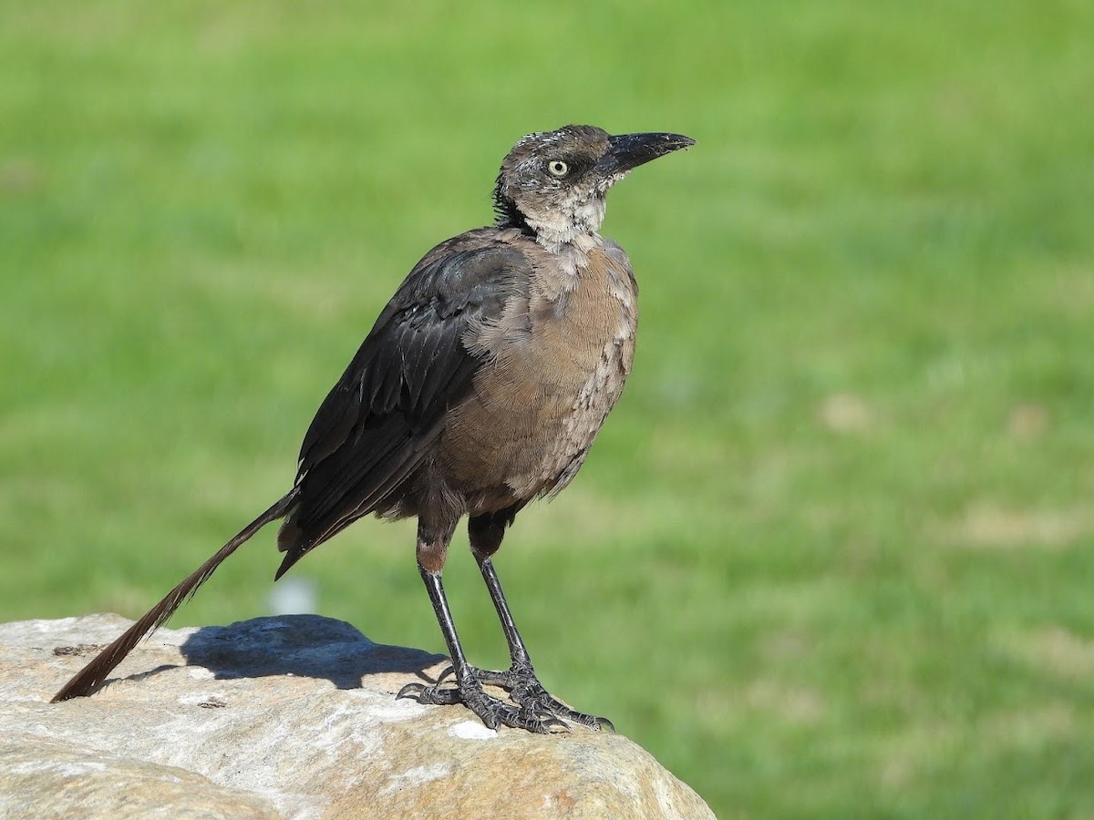 Great-tailed Grackle - ML571919121