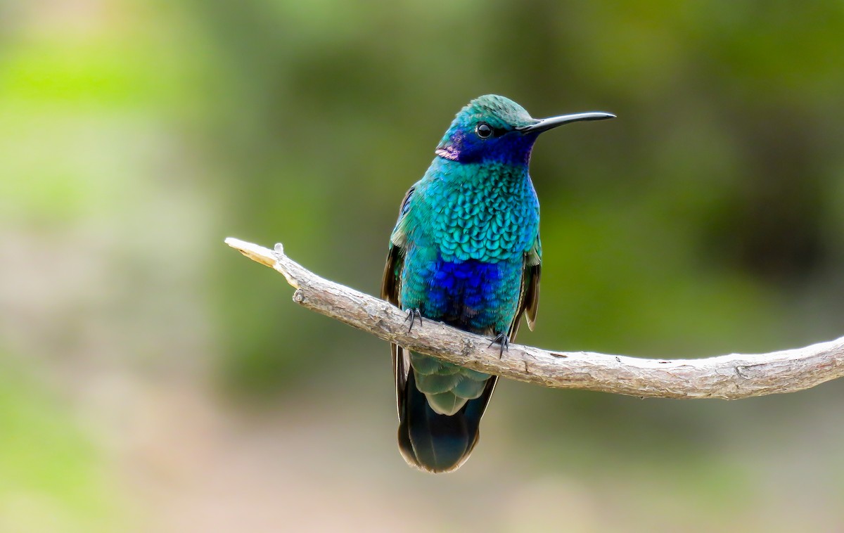 kolibřík modrolící - ML571919161