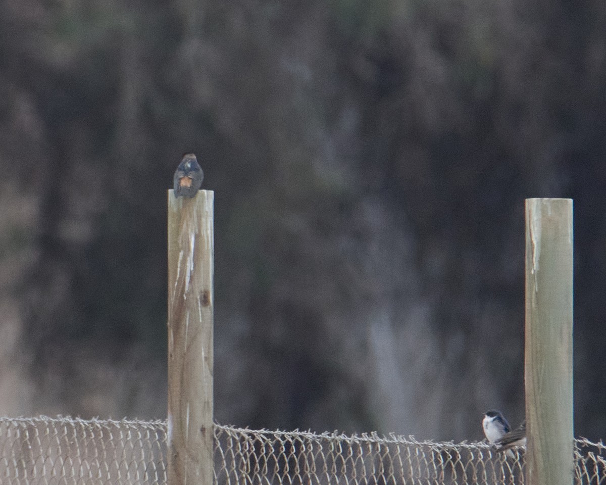 Cliff Swallow - ML571919781