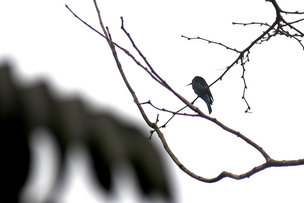 Black Bee-eater - ML571920101