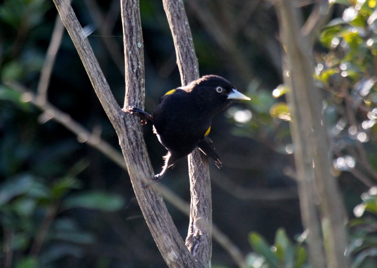 Golden-winged Cacique - ML571920181