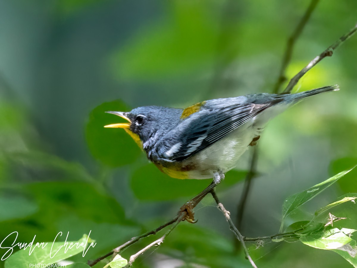 Northern Parula - Sundar Cherala