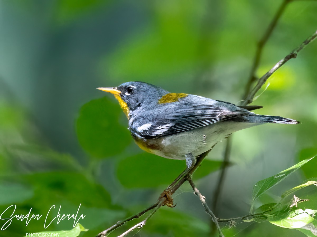 Northern Parula - ML571920501