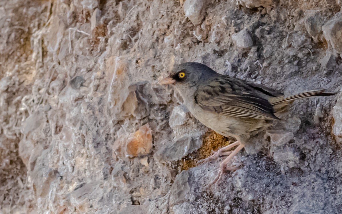 Volcano Junco - Alejandro Calderón Aguilar