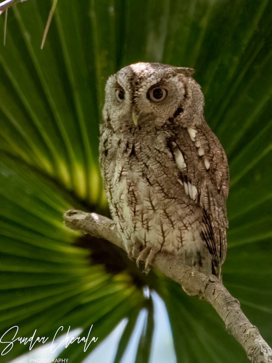 Eastern Screech-Owl - ML571920741