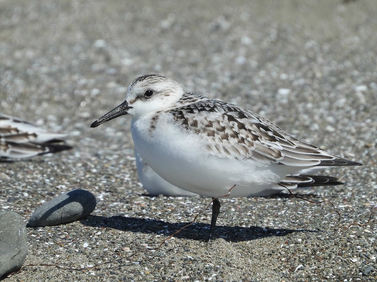 Sanderling - ML571921911