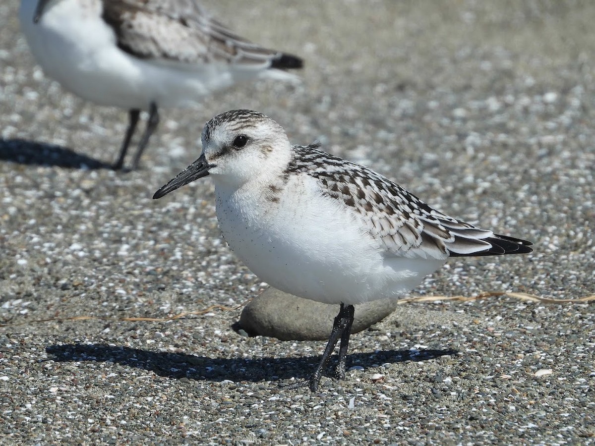 Bécasseau sanderling - ML571921971