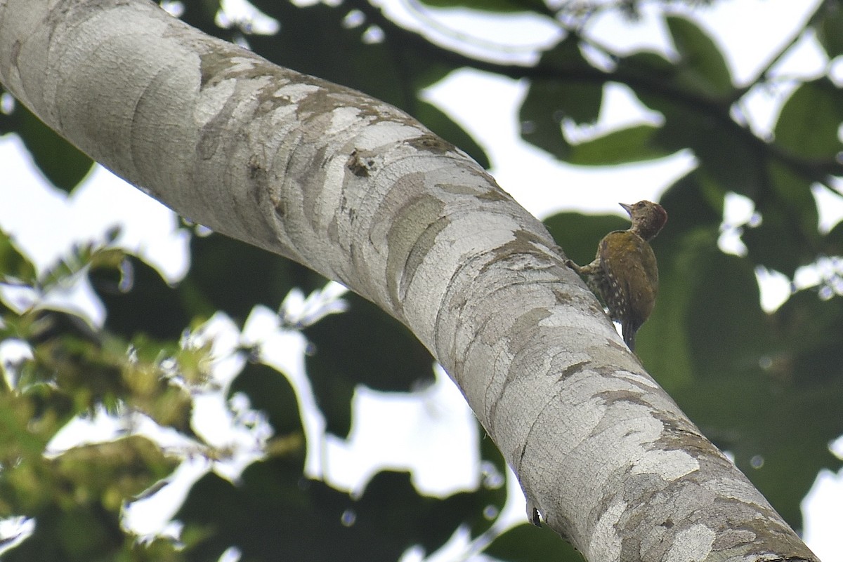 Green-backed Woodpecker (Little Green) - ML571922081