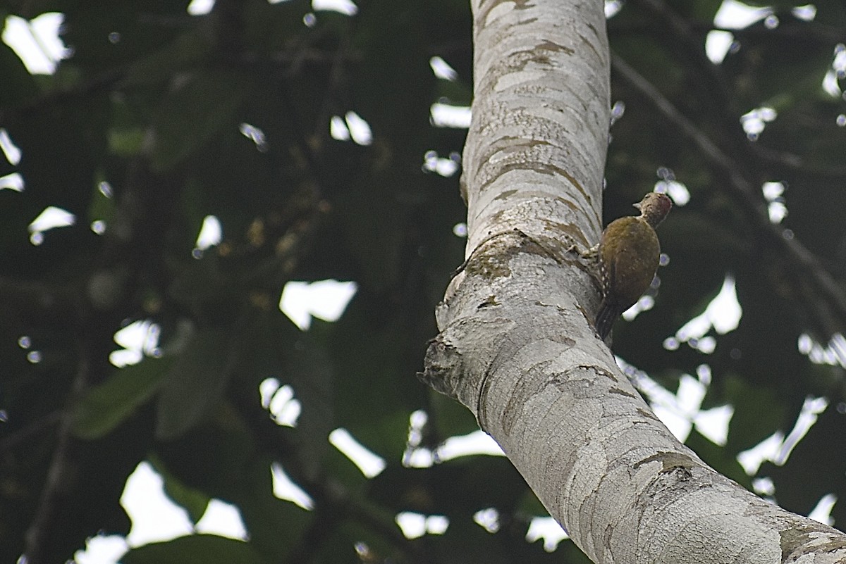 Green-backed Woodpecker (Little Green) - ML571922091