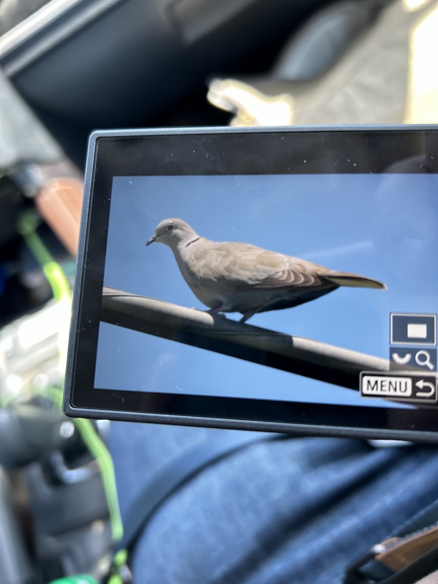 Eurasian Collared-Dove - ML571922221