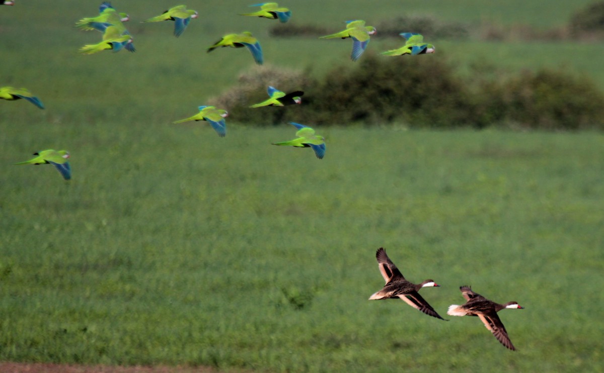 White-cheeked Pintail - ML571922771