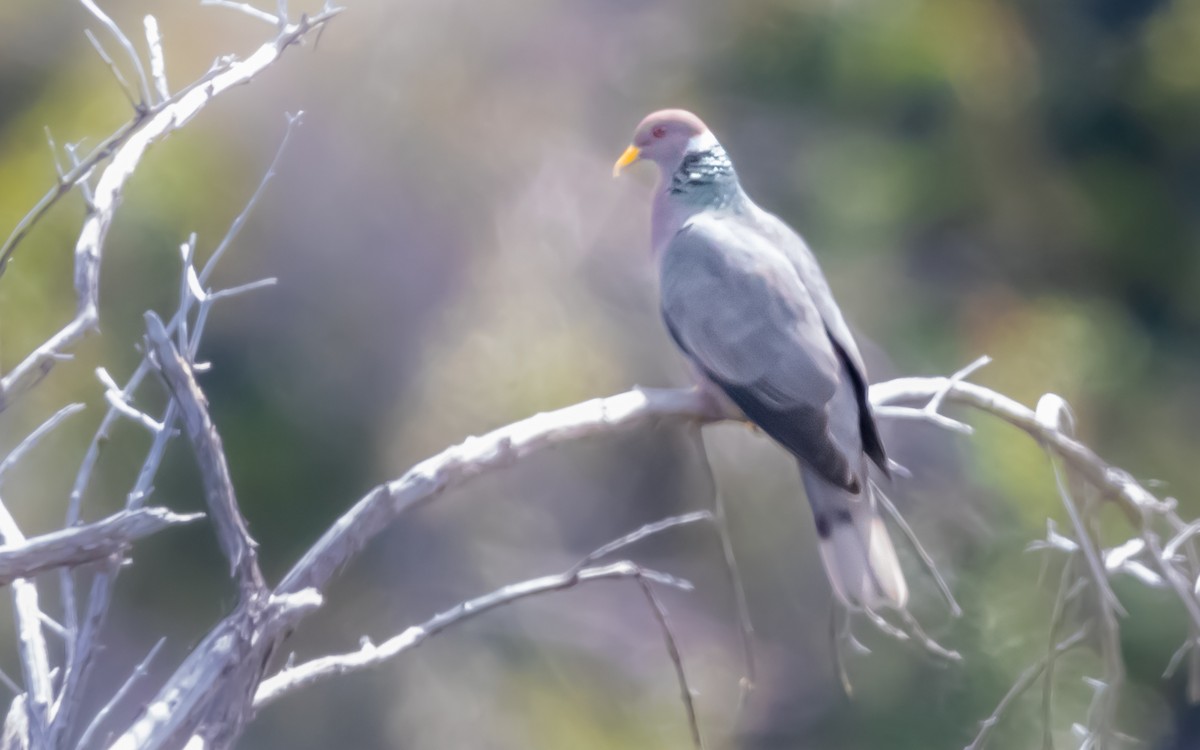 Band-tailed Pigeon - Alejandro Calderón Aguilar