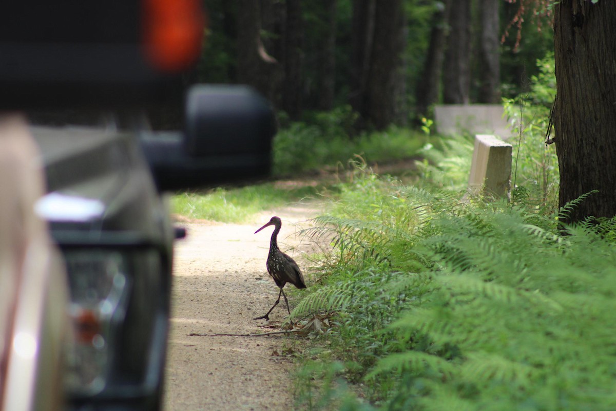 Limpkin - ML571923591