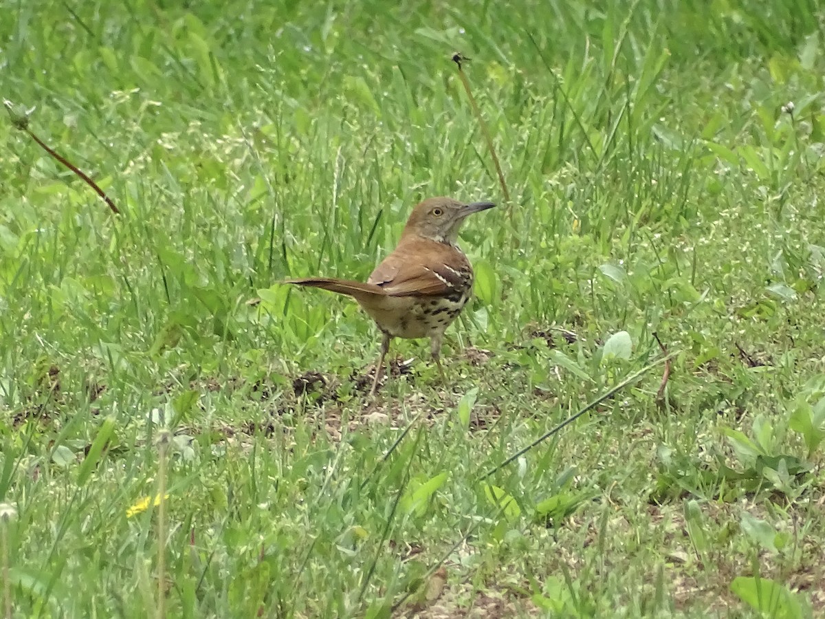 Brown Thrasher - ML571924351