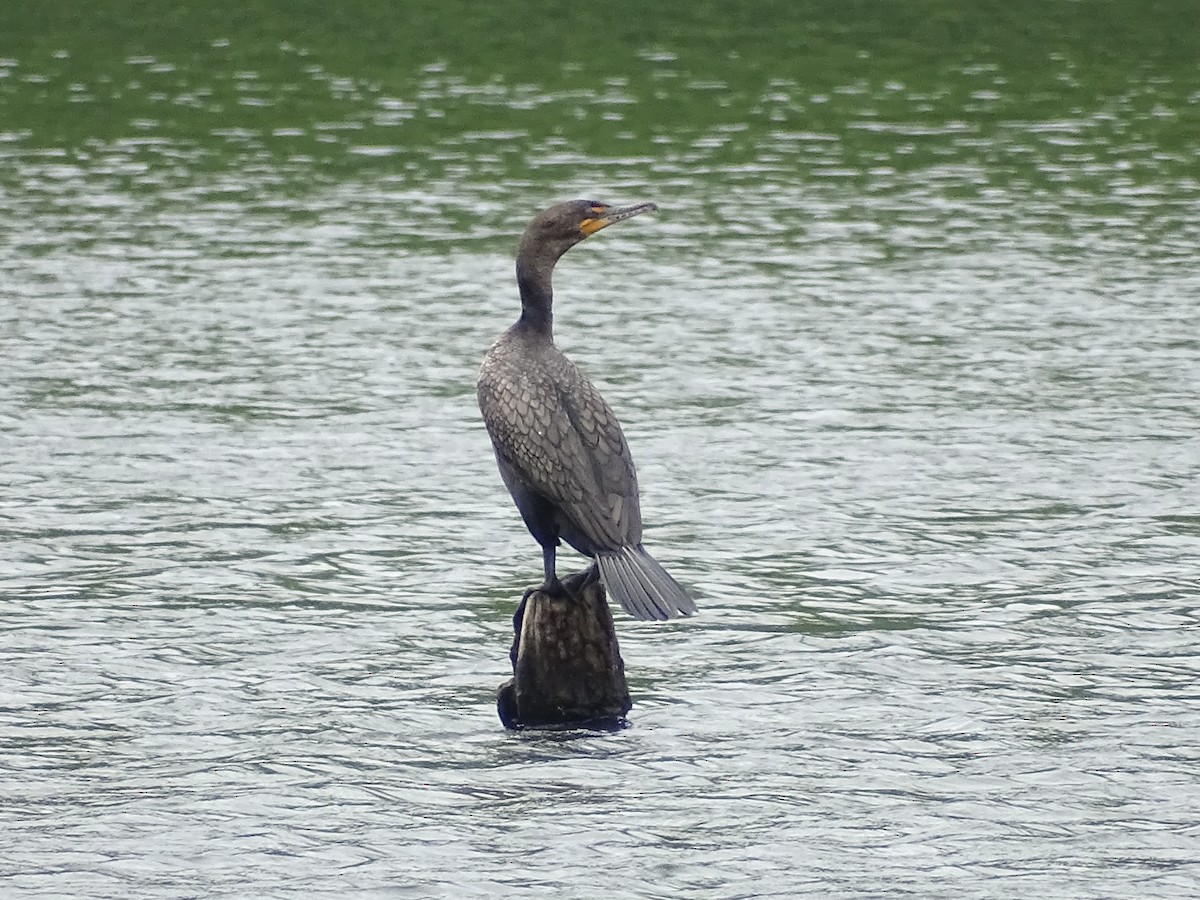 Cormoran à aigrettes - ML571924521