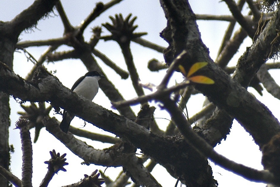 African Shrike-flycatcher - Mehdi Sadak