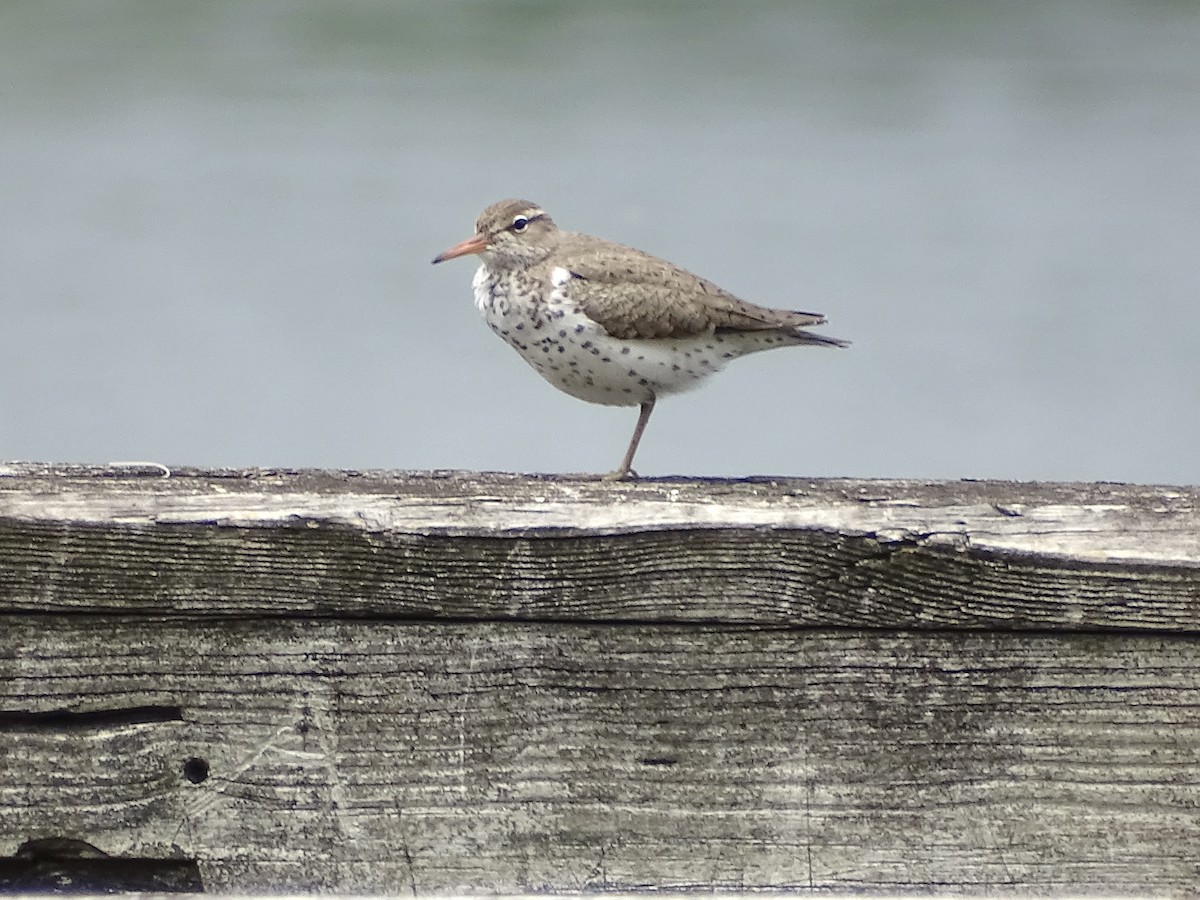 Spotted Sandpiper - Jeffrey Roth