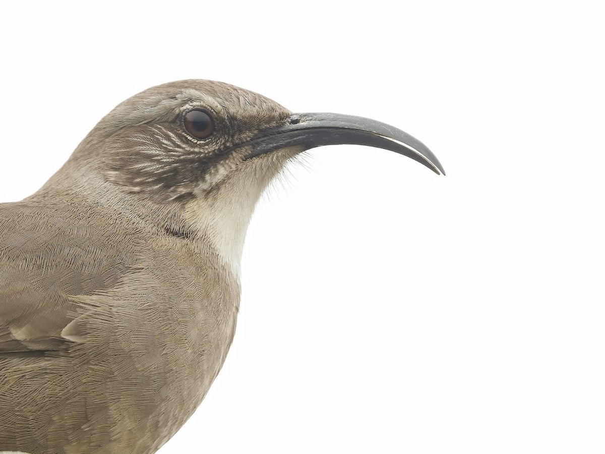 California Thrasher - ML571924851