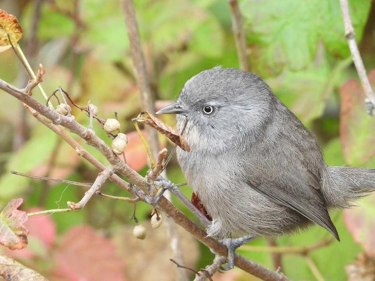 Wrentit - ML571925281