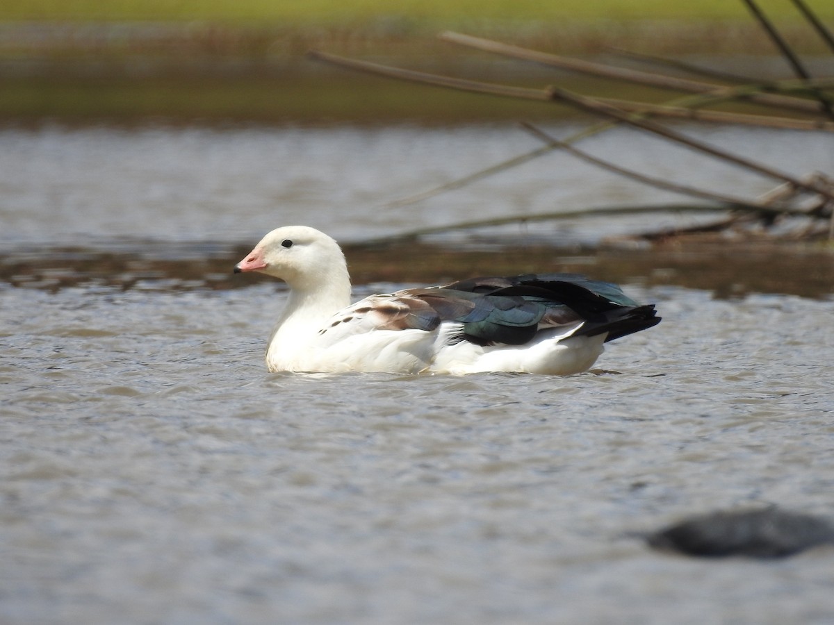 Andean Goose - ML571925731