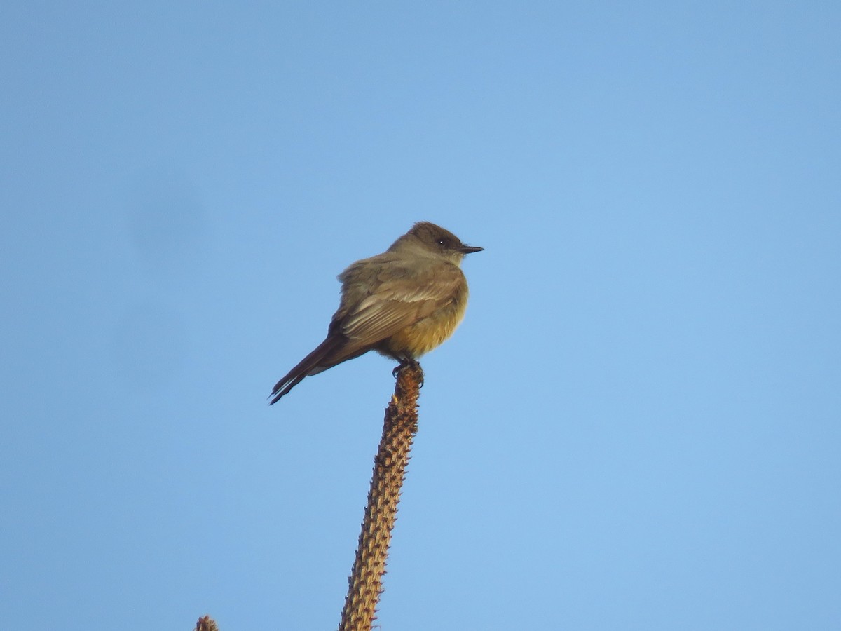 Say's Phoebe - ML571926101